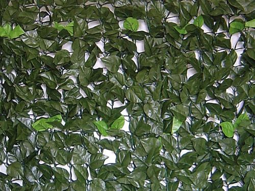siepe foglie di lauro